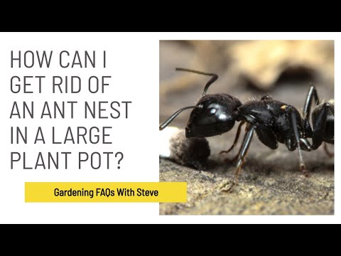 How can I get rid of an ant nest in a large plant pot? | Gardening for Beginners