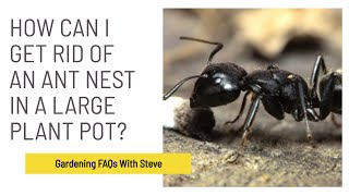 How can I get rid of an ant nest in a large plant pot? | Gardening for Beginners