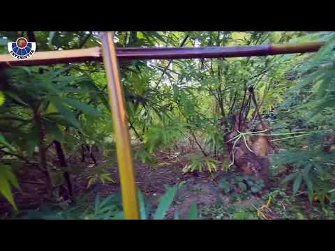 ¡'Supercultivo' con plantas de marihuana de tres metros de altura!