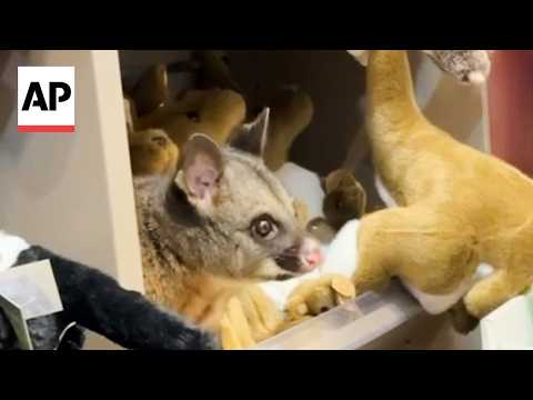Real possum appears among plush toy animals in Australian airport gift shop
