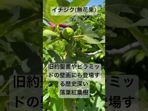つるイチジク 植物