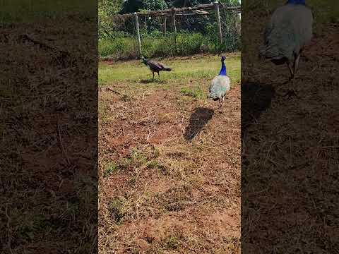 2 de setembro de 2026. Fazenda ipê, terra boa PR.