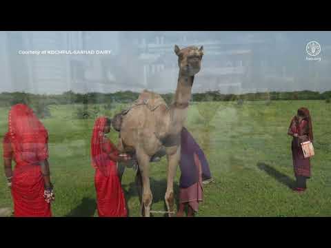 Camel Milk Value Chain in India: Conservation to Commercialization