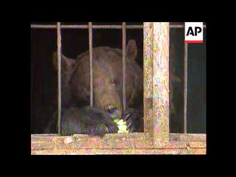 Russia/Ukraine - Animals