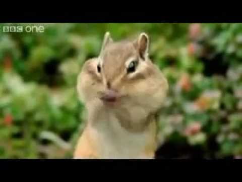 Funny Talking Animals