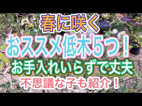 ハリエニシダ: 鮮やかな花を咲かせる低木がどれほど有毒であるか 植物