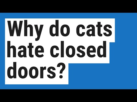 YouTube video about: Why do cats hate closed doors?