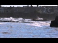 Lone Pigeon - Rusty Shores