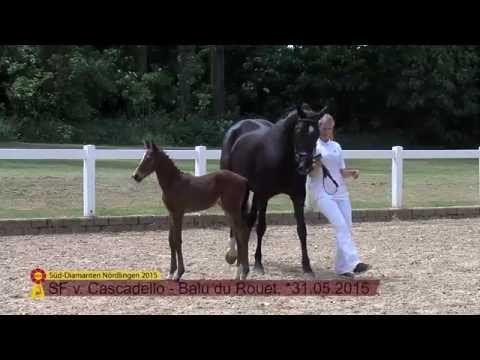 KN 05 Cascadello I - Balou du Rouet