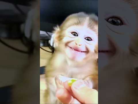 Why does this look like a baby monkey? 😂🐒 #viral #funny #shorts #trending #foryou #monkey #sister