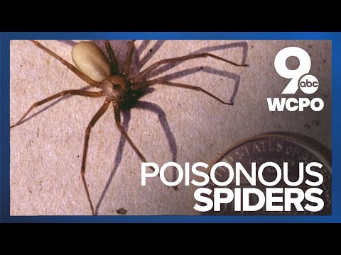 Brown recluse spiders infest Liberty Township home