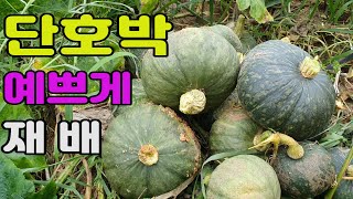 단호박 예쁘게 키우기.단호박 수확.단호박재배 방법.단호박 수확시기.