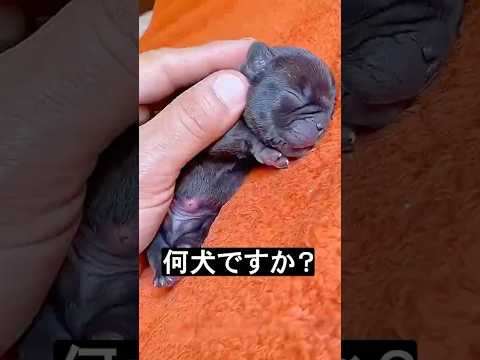子犬を助けたけど・・・