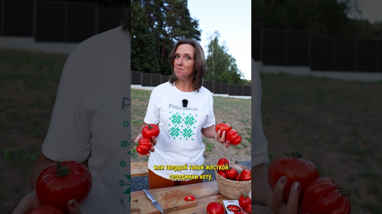 Идеальный томат! Крупный, мясистый, с удивительно нежной мякотью без прожилок, сочный и сладкий