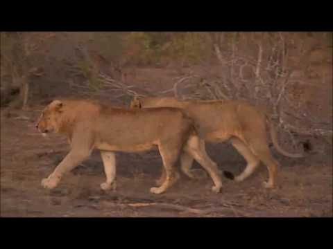 Safari Live : Young Male Lion's from the Tsalala Pride 5:29 PM June 26, 2016
