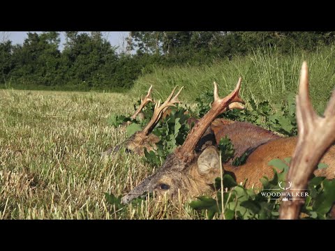 Jagd auf Rehböcke in Ungarn | ep # 52 | die besten Jagdfilme