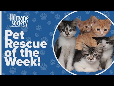 Pet Rescue of the Week: Hayden, Huxley, Hedwig, Pasta and Orzo - YouTube