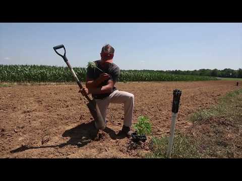 Hopes for Hemp fields