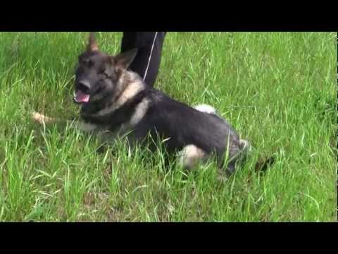 Nexus v Kyoto Masuda 15month  tracking