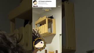 meu gato miando demadrugada pedindo ração