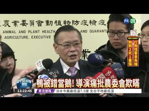 鴨鵝分不清? H5N6防疫鬧烏龍