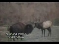 Bull Elk Fights Bull Buffalo