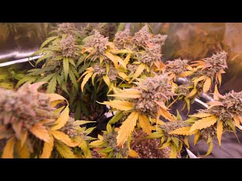AUTOFLOWER GROWING QUESTIONS AND ANSWERS WITH DR.AUTOFLOWER