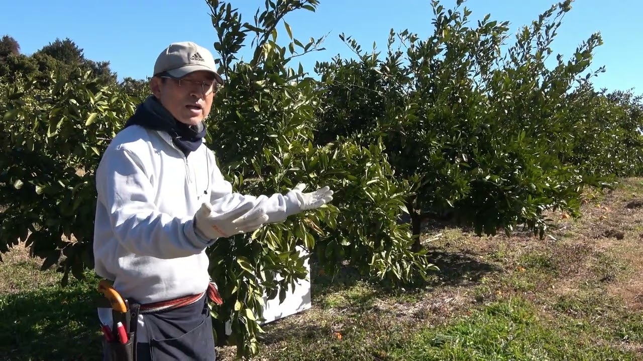 田口早生の剪定、徹底解説！！