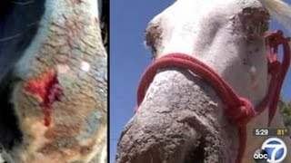 Breaking: Mystery Illness MUTATING California Horses! (2014)