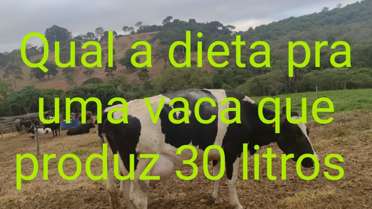 Qual a dieta e custo pra uma vaca produzir 30 litros de leite??
