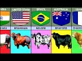 Cattle Breeds From Different Countries Bull From Different Countries