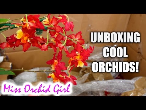 Unboxing some seriously cool Orchids!