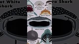 Download lagu Types of sharks faces 🥶     Mako shark 🦈 mp3