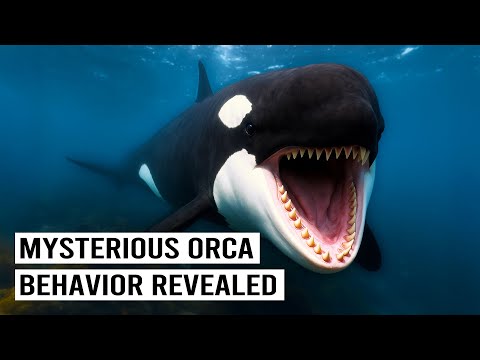 They Filmed Orcas For 20 Years And This Is What They Found...