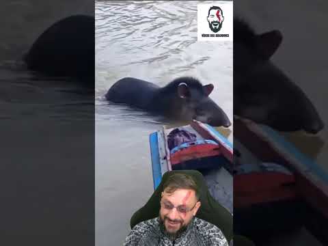 Encontro com Anta na beira do rio em Ipixuna Amazonas #biologohenrique #animais #biologo