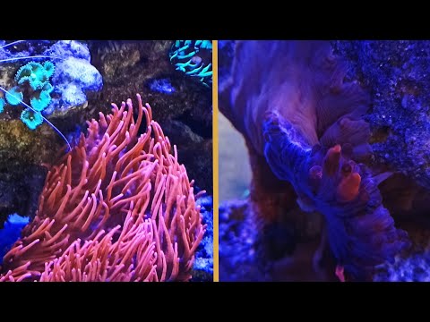 Akwarium morskie, jeżowiec się pali  ukwiał obcięty na łyso 😭