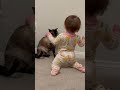 Siamese cat smacks toddler on the head for being a pest!