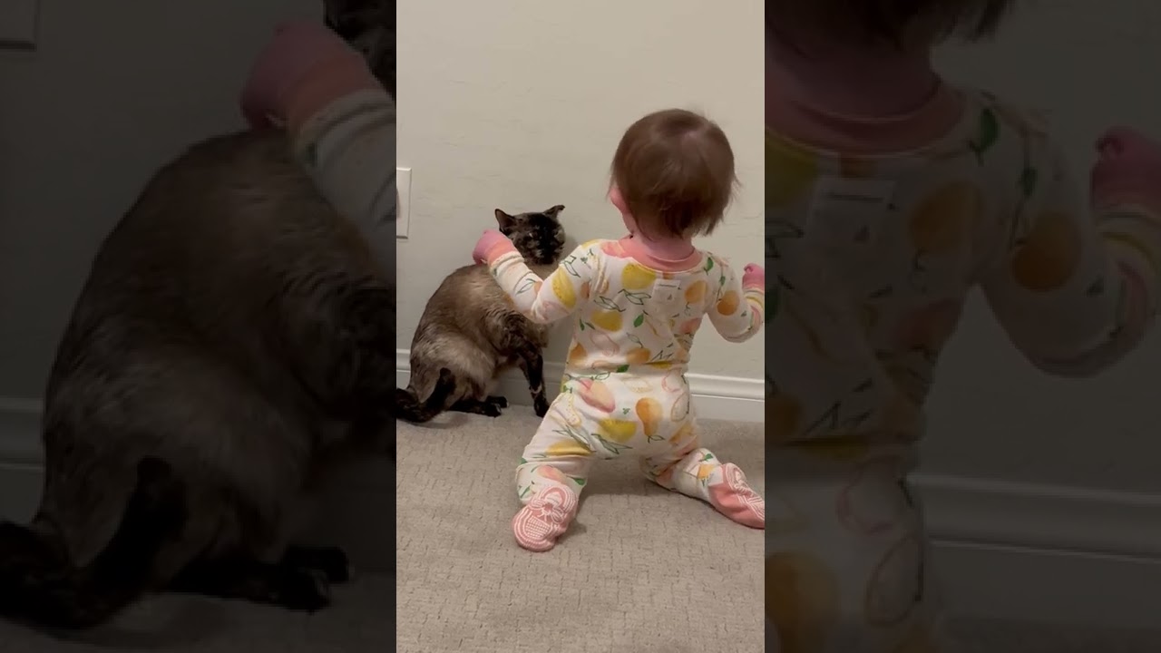 Siamese cat smacks toddler on the head for being a pest!