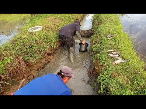 Ang daming huling hito at dalag sa dikit ng palayan,#manualcatching