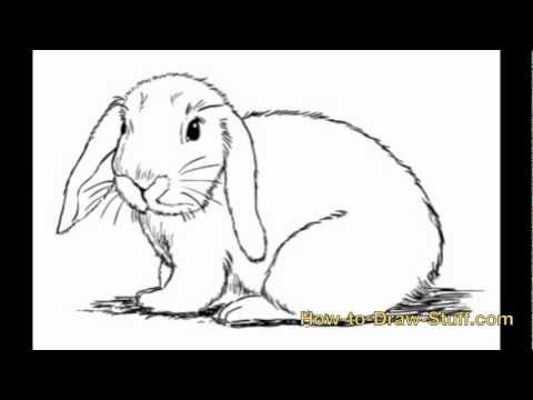How to Draw Bunny Step by Step