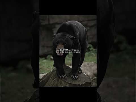 something is wrong with them fr #sunbear #bear #scary #skinwalker #fyp