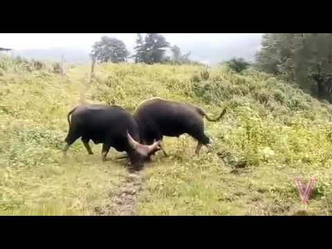 Mithun Fight at Khomi Forest