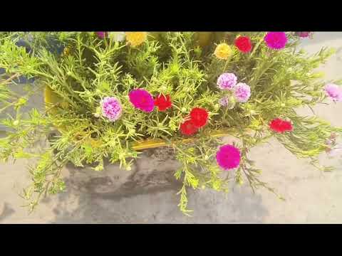 por tulika flower #🎍#viral #propular