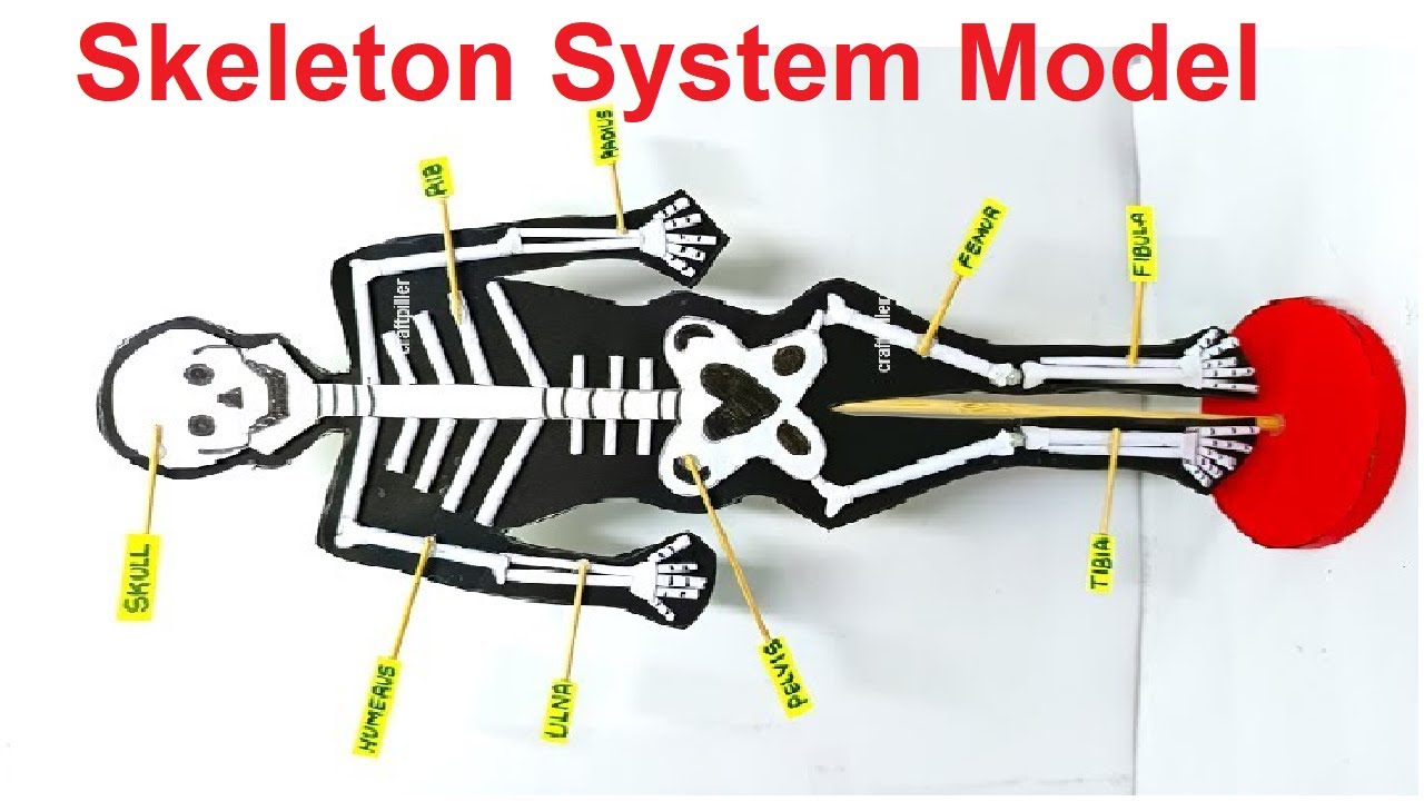 how to make skeleton system model project using cardboard and paper in easy steps | craftpiller