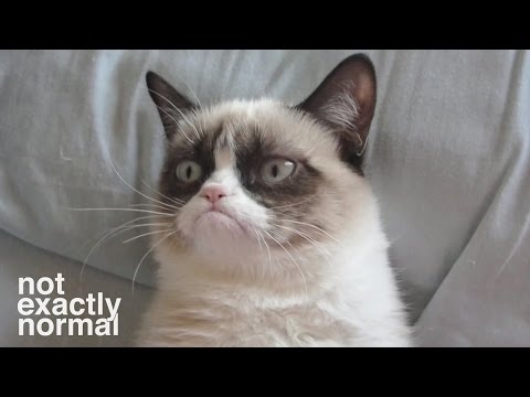 Why do Cats Rule the Internet?