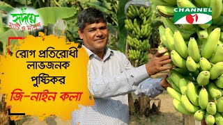 দেশের মাটিতে এবার জি-নাইন কলার আবাদ