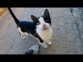 Tuxedo Cat Who Lives By The Railway Tracks Is So Cute With A Purr
