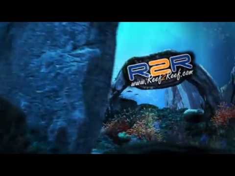 Smarter Reefs Reefsicle Feeder