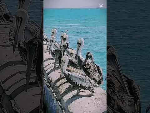 birdwatching Quintero - Valparaiso - Chile