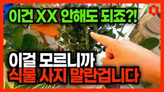 우리집 '이것' 반드시 확인하세요, 안그러면 10,000% 손해봅니다⚠️ㅣ이 식물 발견하면 무조건 데려오세요
